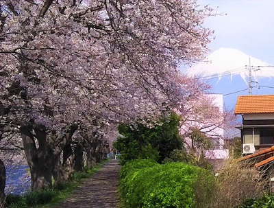 龍巌淵の桜　［平成30年(2018年)3月26日］