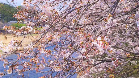 龍巌淵の桜　［平成30年(2018年)3月26日］