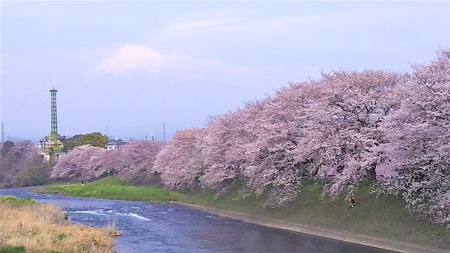 龍巌淵の桜　［平成30年(2018年)3月27日］