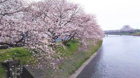 龍巌淵の桜　［平成30年(2018年)3月27日］