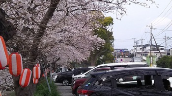 龍巌淵の桜　［平成30年(2018年)3月27日］