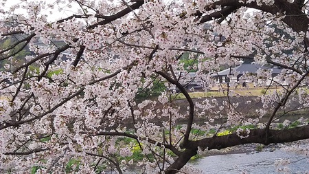 龍巌淵の桜　［平成30年(2018年)3月27日］