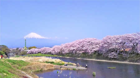 龍巌淵の桜［平成30年(2018年)3月29日］