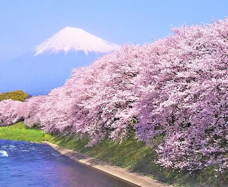 龍巌淵の桜［平成30年(2018年)3月29日］