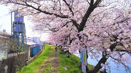 龍巌淵の桜［平成30年(2018年)3月29日］