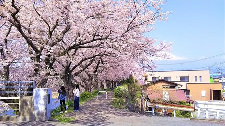 龍巌淵の桜［平成30年(2018年)3月29日］
