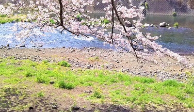 龍巌淵の桜［平成30年(2018年)3月29日］