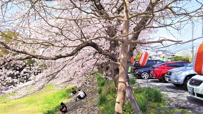 龍巌淵の桜［平成30年(2018年)3月29日］