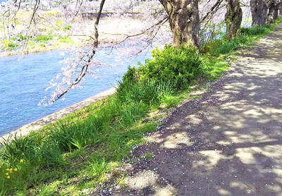 龍巌淵の桜［平成30年(2018年)3月29日］