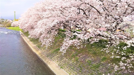 龍巌淵の桜［平成30年(2018年)3月30日］