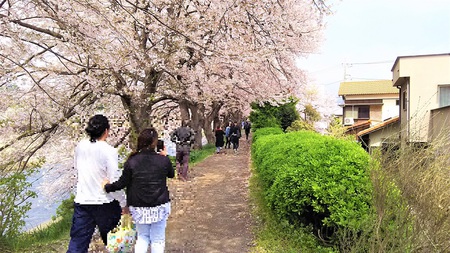 龍巌淵の桜［平成30年(2018年)3月30日］