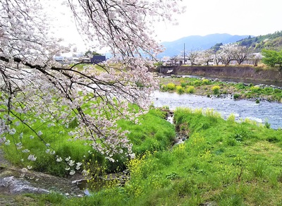 龍巌淵の桜［平成30年(2018年)3月30日］