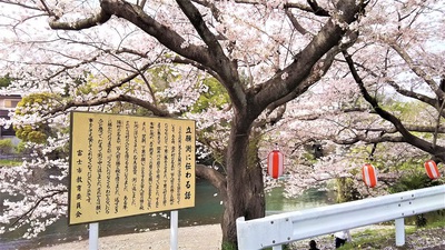 龍巌淵の桜［平成30年(2018年)3月30日］