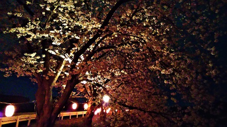 龍巌淵の桜［平成30年(2018年)4月2日］
