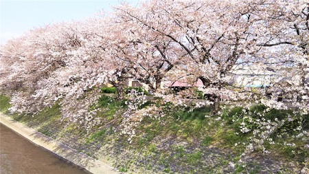 龍巌淵の桜［平成30年(2018年)4月2日］