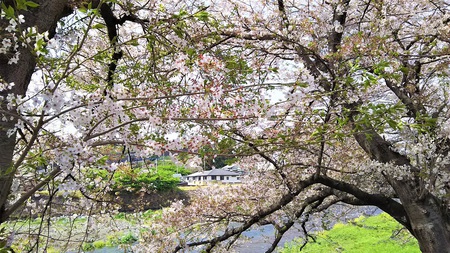 龍巌淵の桜［平成30年(2018年)4月2日］