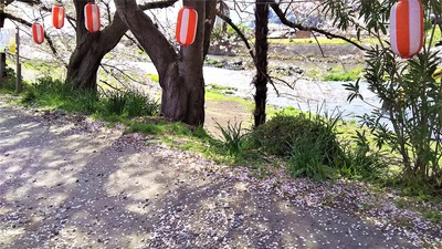龍巌淵の桜［平成30年(2018年)4月2日］