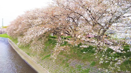 龍巌淵の桜［平成30年(2018年)4月3日］