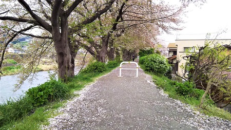 龍巌淵の桜［平成30年(2018年)4月3日］
