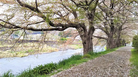 龍巌淵の桜［平成30年(2018年)4月3日］
