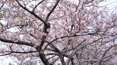 龍巌淵の桜［平成30年(2018年)4月3日］