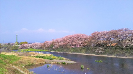 龍巌淵の桜［平成30年(2018年)4月4日］