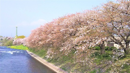 龍巌淵の桜［平成30年(2018年)4月4日］