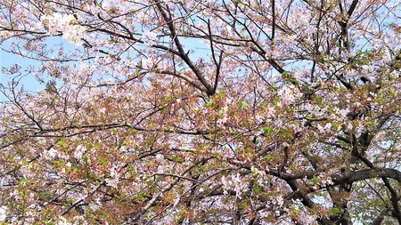龍巌淵の桜［平成30年(2018年)4月4日］
