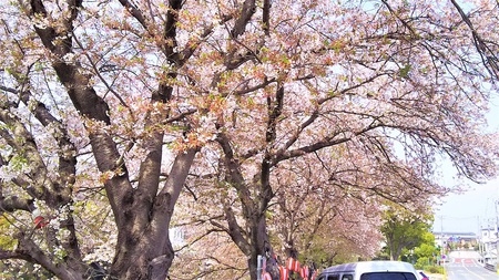 龍巌淵の桜［平成30年(2018年)4月4日］