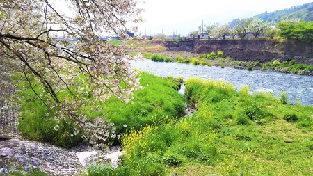 龍巌淵の桜［平成30年(2018年)4月4日］