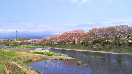 龍巌淵の桜［平成30年(2018年)4月5日］