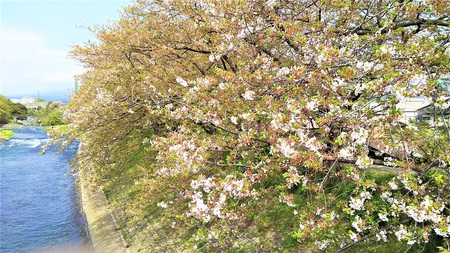 龍巌淵の桜［平成30年(2018年)4月5日］