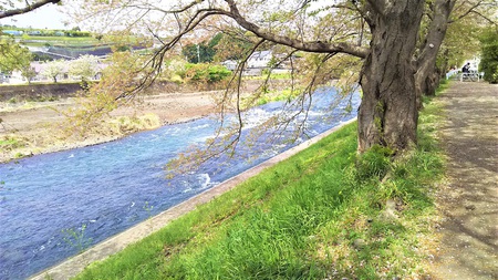 龍巌淵の桜［平成30年(2018年)4月5日］