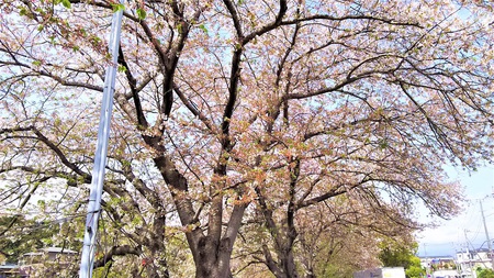 龍巌淵の桜［平成30年(2018年)4月5日］