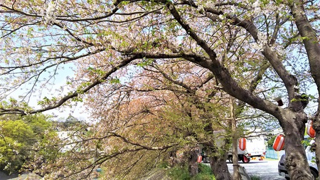 龍巌淵の桜［平成30年(2018年)4月5日］