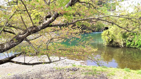 龍巌淵の桜［平成30年(2018年)4月5日］