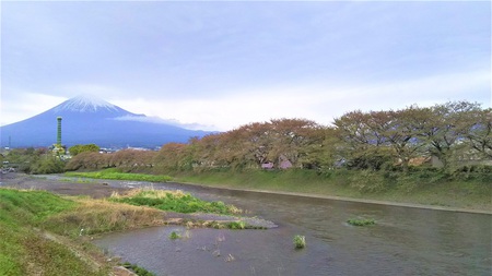 龍巌淵の桜［平成30年(2018年)4月7日　平成30年春の最終報告］