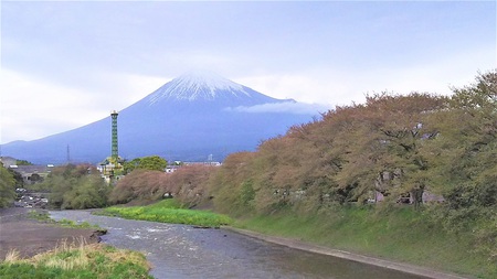 龍巌淵の桜［平成30年(2018年)4月7日　平成30年春の最終報告］
