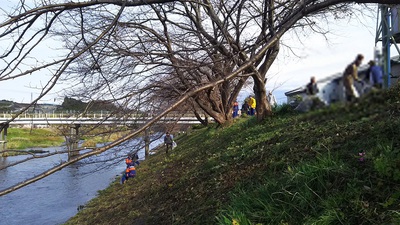 龍巌淵の桜[2019年(平成31年)4月12日　平成31年春の最終報告]