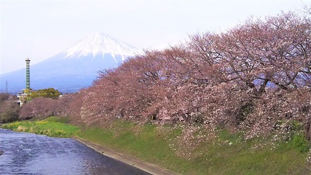龍巌淵の桜［平成31年(2019年)3月28日］