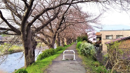 龍巌淵の桜［平成31年(2019年)3月28日］