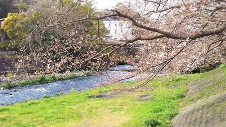 龍巌淵の桜［平成31年(2019年)3月28日］