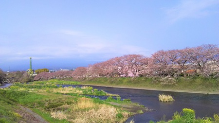 龍巌淵の桜［平成31年(2019年)3月30日］
