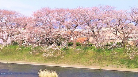龍巌淵の桜［平成31年(2019年)3月30日］