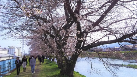 龍巌淵の桜［平成31年(2019年)3月30日］