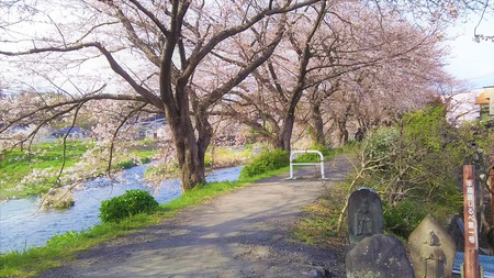 龍巌淵の桜［平成31年(2019年)3月30日］