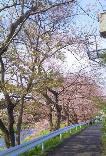 龍巌淵の桜［平成31年(2019年)3月30日］