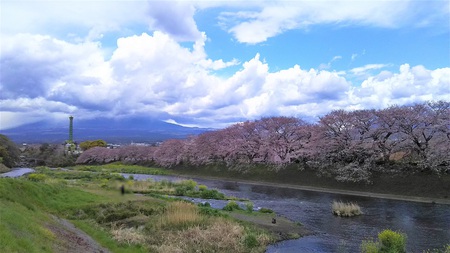 龍巌淵の桜［2019年(平成31年)4月1日］