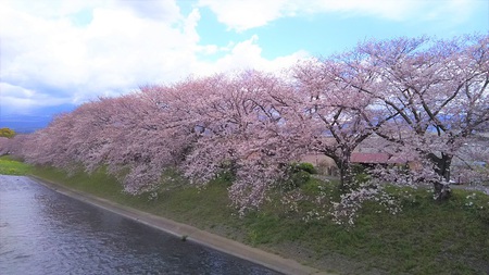 龍巌淵の桜［2019年(平成31年)4月1日］