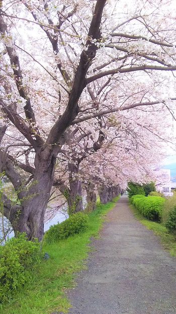 龍巌淵の桜［2019年(平成31年)4月1日］